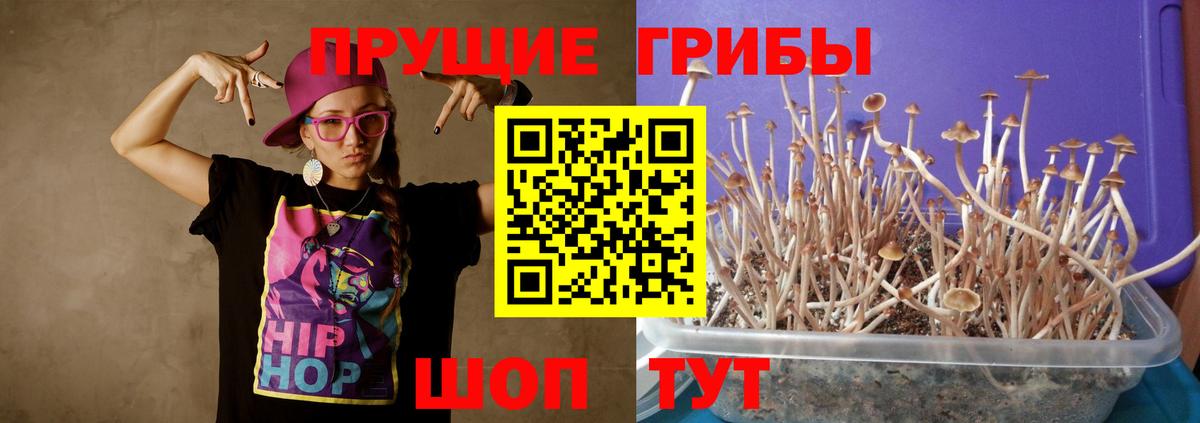 Псилоцибиновые грибы GOLDEN TEACHER  Галлюциногенные грибы мицелий  Шатура  Вход с VPN 